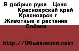 В добрые руки › Цена ­ 6 700 - Красноярский край, Красноярск г. Животные и растения » Собаки   